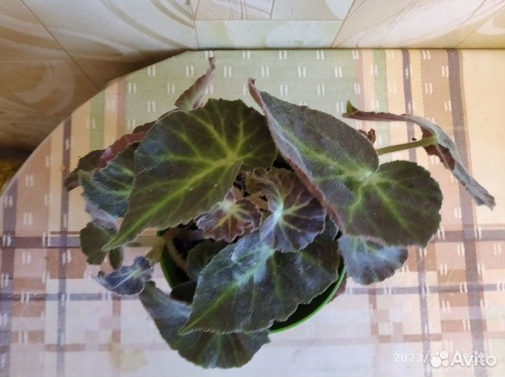 Бегонии в горшках