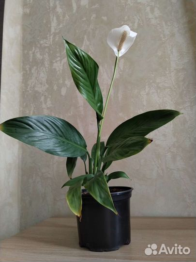 Спатифиллум