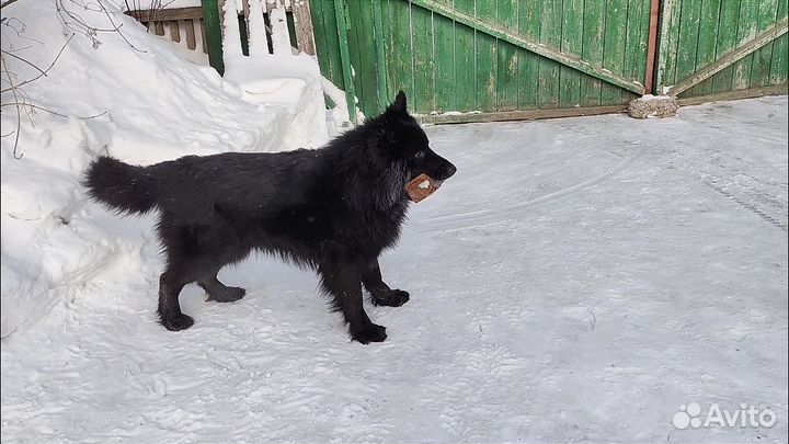 Щенки немецкой овчарки