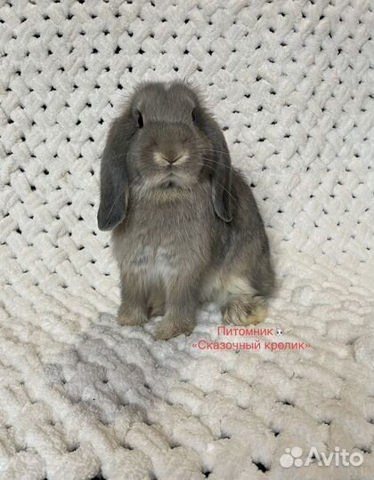 Карликовый вислоухий кролик