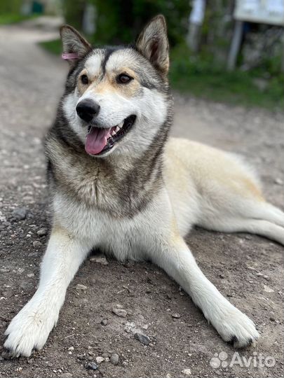 Собака хаски, характер компаньон - друг