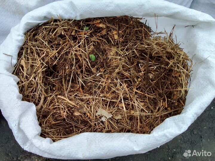 Хвойный опад, мульча