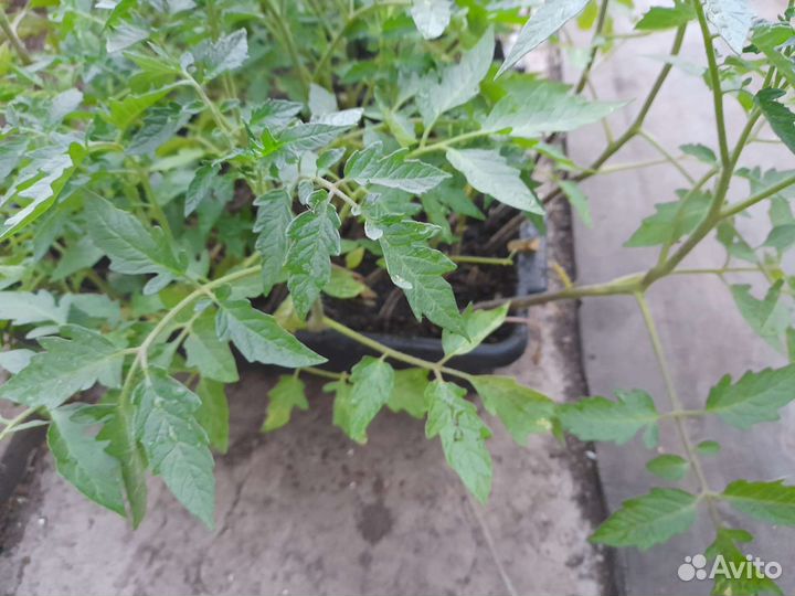 Продам или обменяю рассаду помидоров