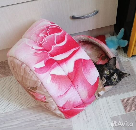 Кошечка Харизма в добрые руки