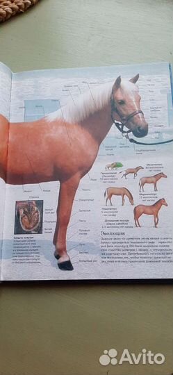 Книга Санди Рансфорд Лошади и пони