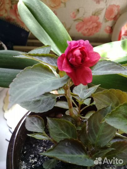 Комнатные цветы.11