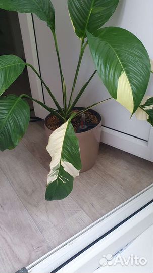 Спатифиллум пикассо