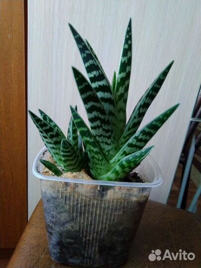 Бегония/Алоэ пёстрое / Сансеверия