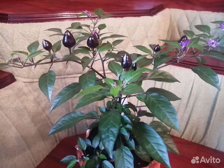 Семена острых перцев. Набор 5 сортов по 10 семян