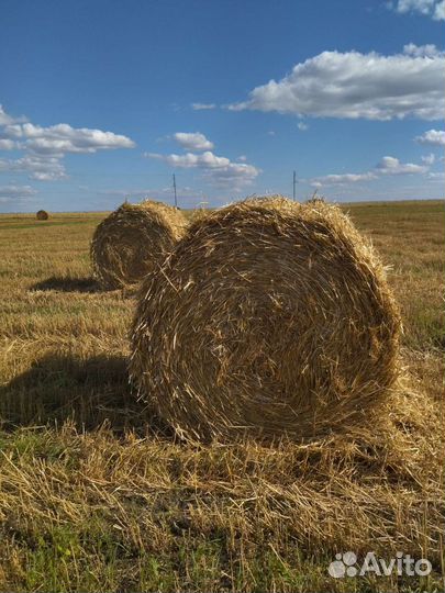 Солома пшеничная в тюках