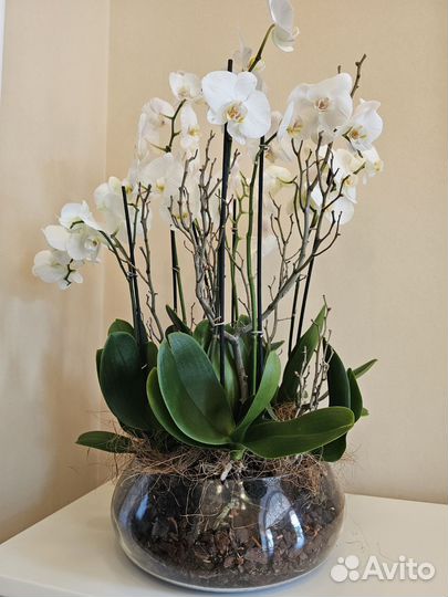 Орхидея фаленопсис