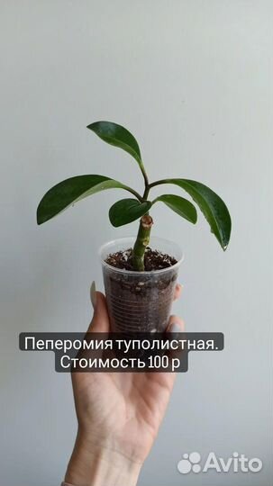 Пеперомия, драцена