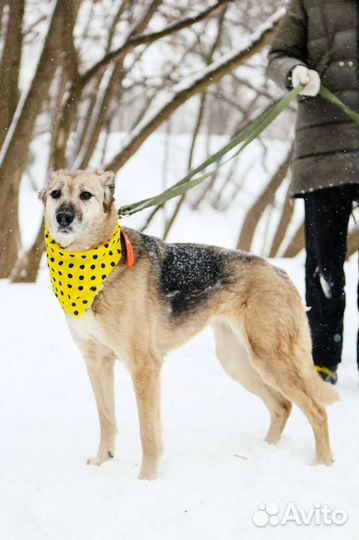 Собака во двор