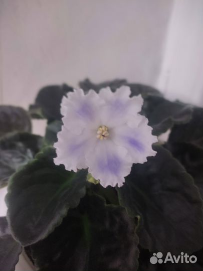 Фиалки, колеус