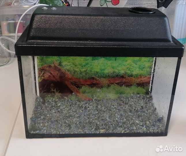 Аквариум на 10л