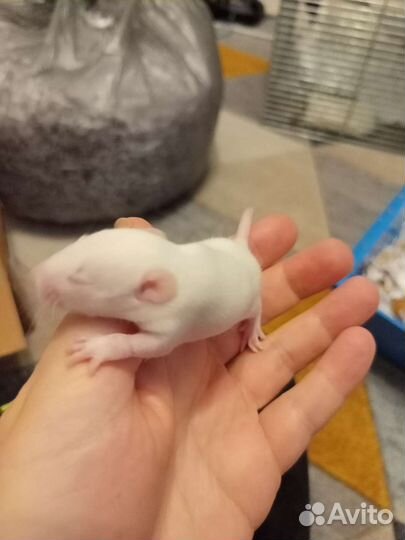 Крысята в добрые руки