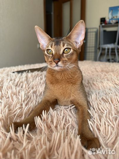 Абиссинская кошка вязка