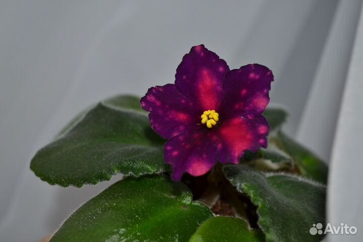 Фиалка сортовая