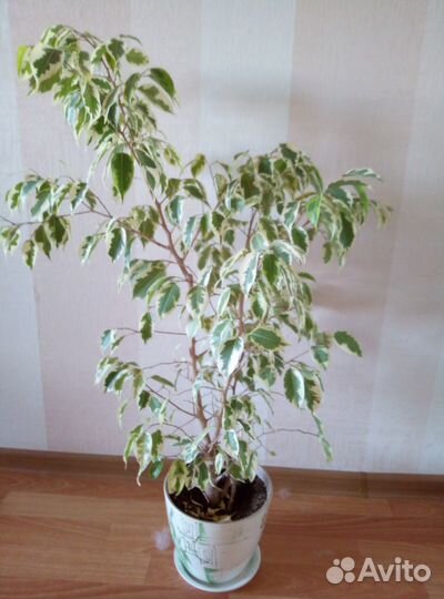 Фикус бенджамина