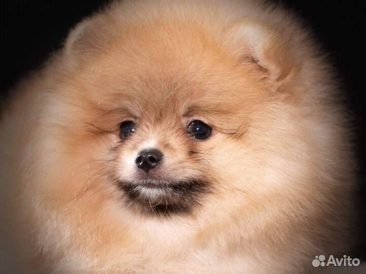 Шпиц мальчик