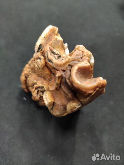 Зуб мамонта