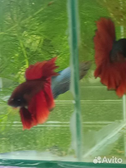 Петушок в аквариуме