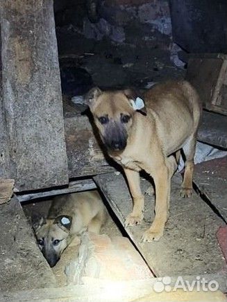 Собака в добрые руки