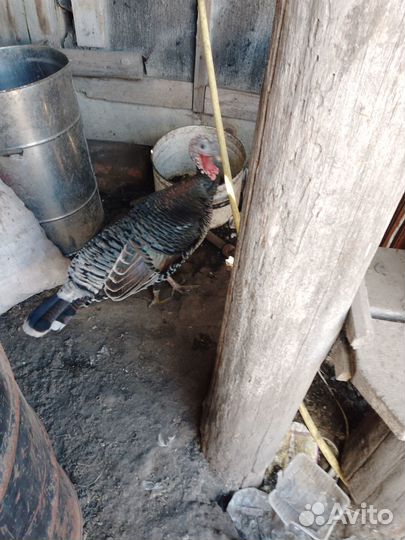 Семья индюков