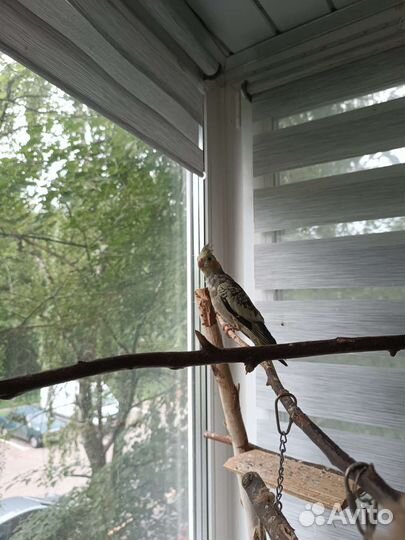 Птенцы корелла