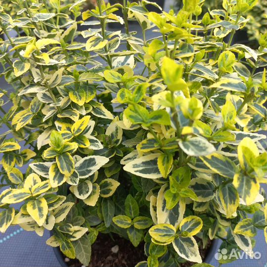 Бересклет Форчуна. Вечнозеленый