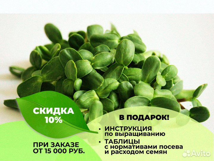 Семена микрозелени для употребления