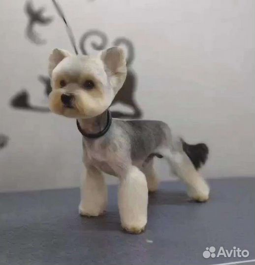 Стрижка собак и кошек