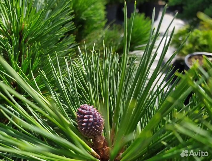Растения Сосна обыкновенная
