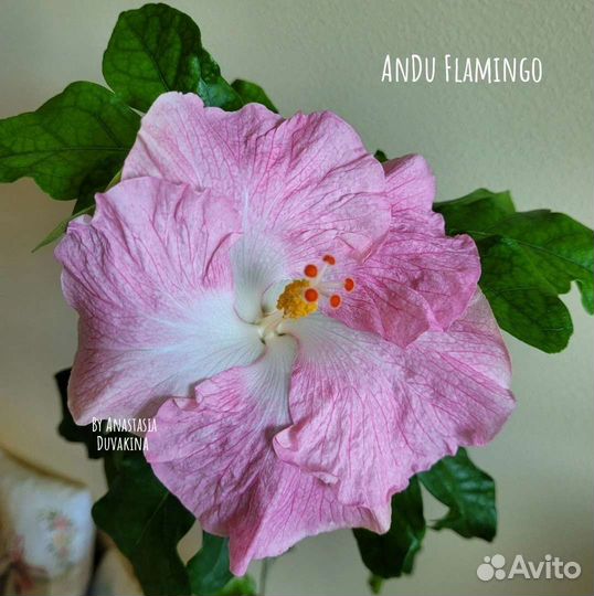 Срезы сортовых гибискусов