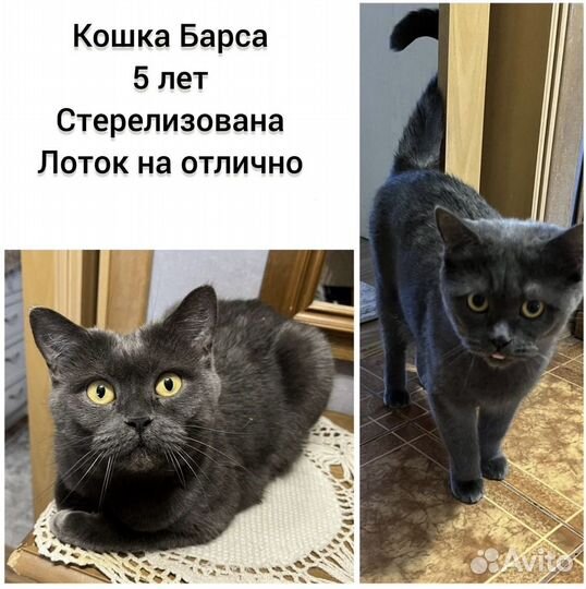 Британская