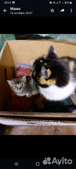 Котенок девочка 1 месяц