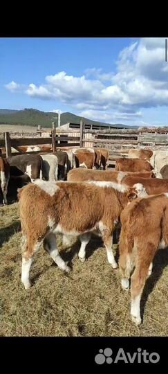 Телята бычки