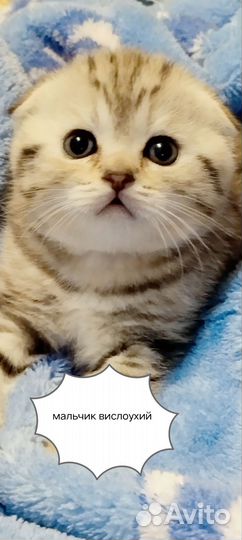 Шотландские котята