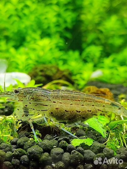 Креветки Амано