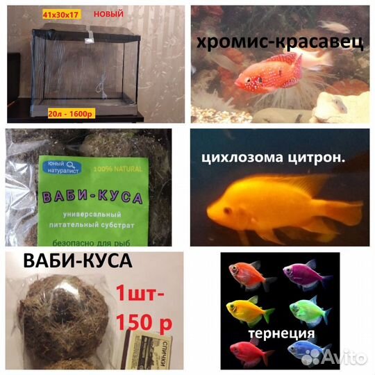 Рыбки.Растения