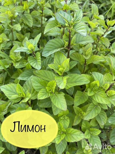 Саженцы мяты Персик Медовая сота и др