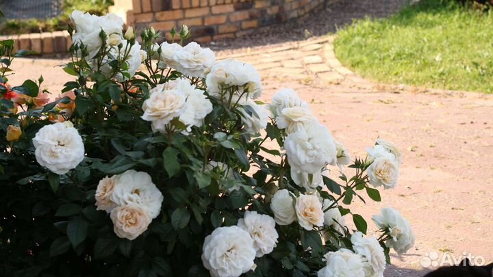 Саженцы роз собственной прививки