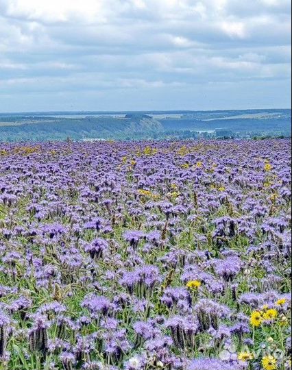 Фацелия сидерат медонос