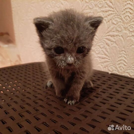 Британская кошка в дар