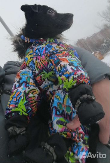 Комбинезон для маленькой собаки