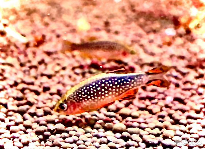 Аквариумные рыбки