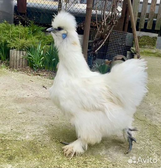 Китайские шелковые куры