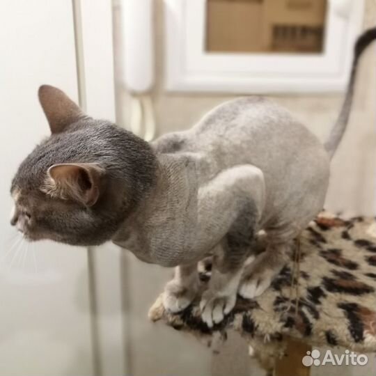 Стрижка собак и кошек, экспресс линька у Вас дома