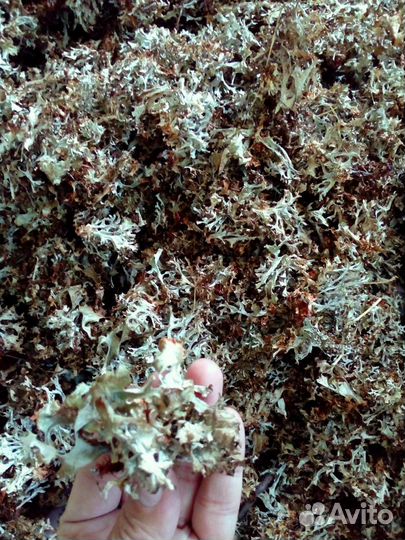 Исландский мох (Цетрария Исландская)