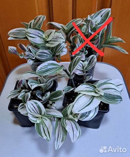 Комнатные цветы растения хойя сциндапсус адениум